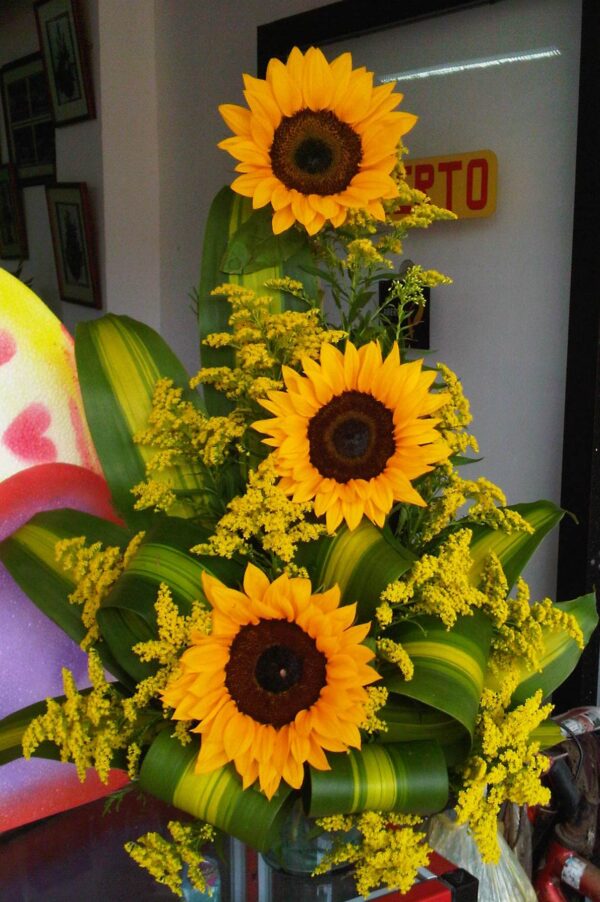 SOLITARIO EN GIRASOLES DESDE